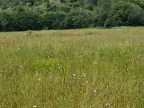 Prodaja, plac, 4300m², Veruša, Podgorica - image 2