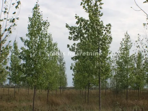 Prodaja, plac, 1378m², Zrenjanin, Srbija - image 2