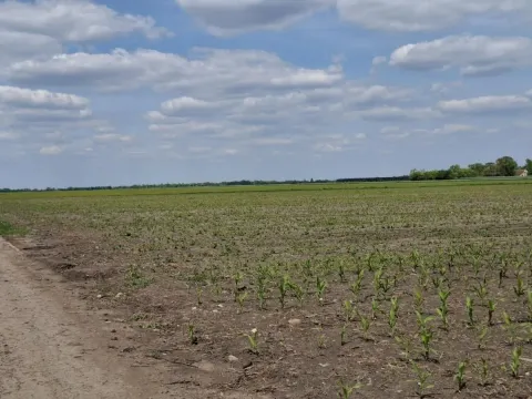 Sale, land lot, 268m², Čenej, Novi Sad Sve Podlokacije - image 3