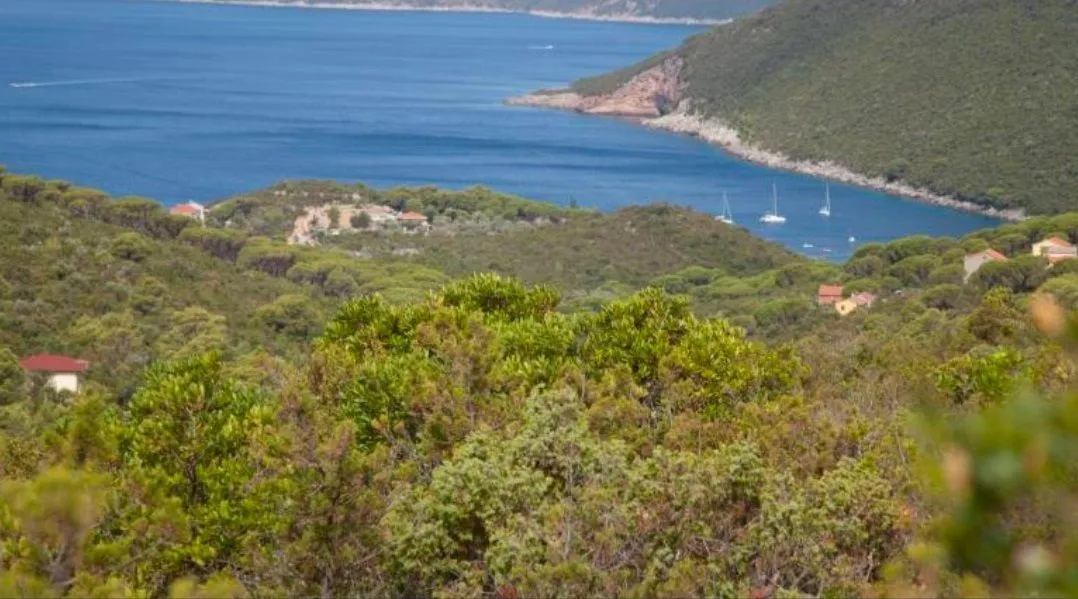 Prodaja, plac, 6500m², Luštica, Tivat
