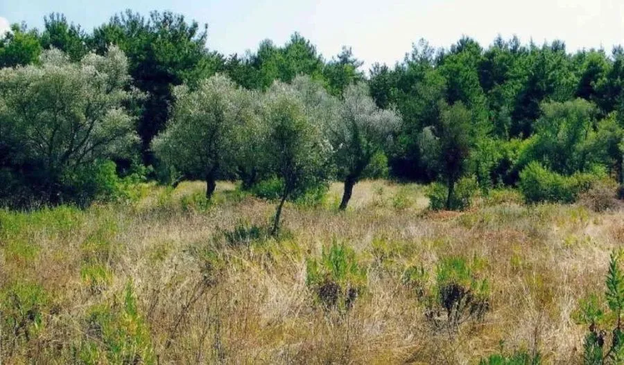 Prodaja, plac, 350m², Kavač, Kotor