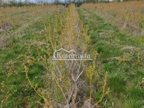 Prodaja, plac, 40100m², Sopot, Beograd - image 6