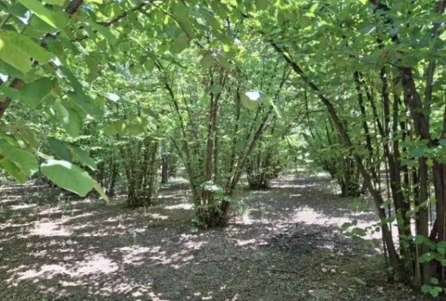 Prodaja, plac, 6140m², Baničina, Smederevska Palanka