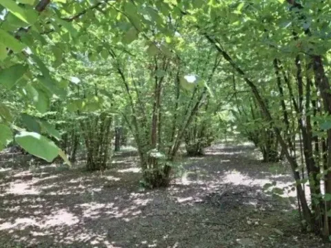 Sale, land lot, 6140m², Baničina, Smederevska Palanka