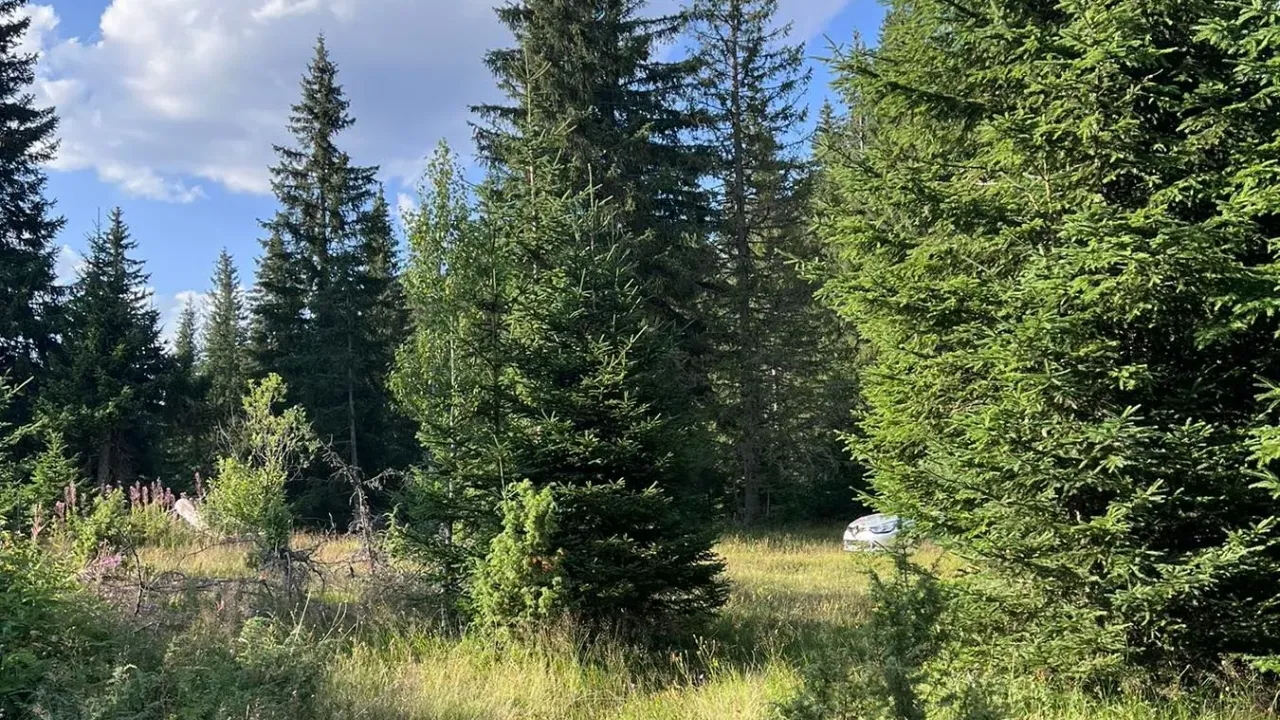 Sale, land lot, 9000m², Žabljak, Crna Gora