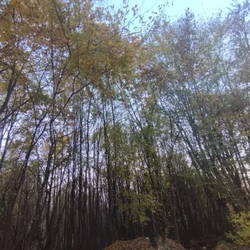 Gusta šuma sa visokim stablima i jesenjim lišćem. - image 4