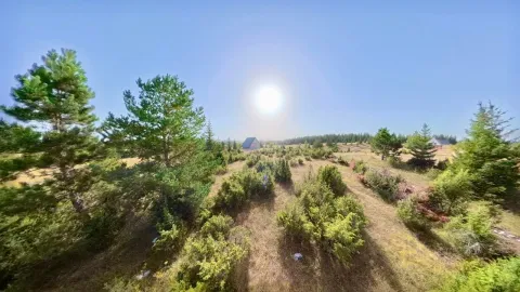 Pogled na prirodno okruženje sa četinarima i sunčanim danom. - image 4