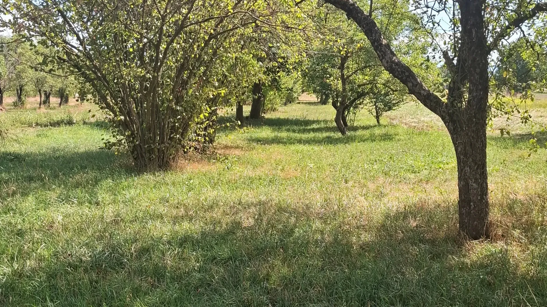 Prodaja, plac, 868m², Miločani, Nikšić