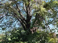 Prodaja, plac, 5872m², Beri, Podgorica - image 2