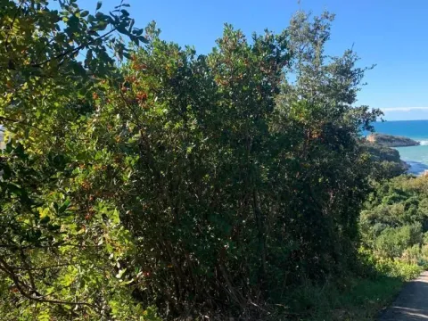 Prodaja, plac, 1594m², Utjeha, Bar - image 3