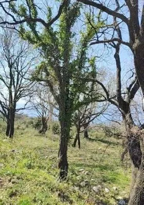 Prodaja, plac, 1227m², Dobra Voda, Budva