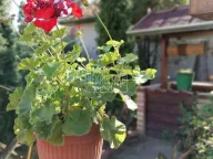 Prodaja, kuća, 58m², Srpski Šor, Subotica - image 9