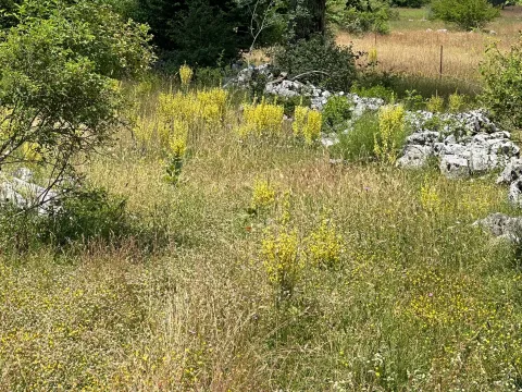 Prodaja, plac, 1000m², Grahovo, Nikšić - image 4