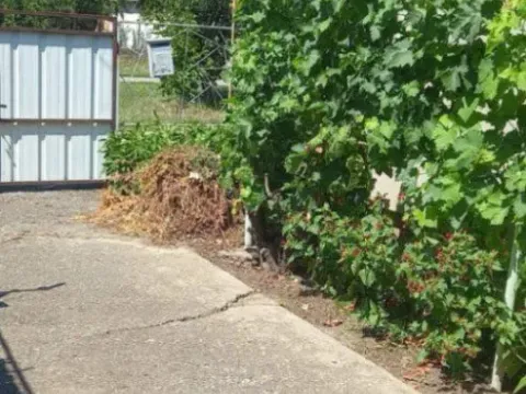 Prodaja, kuća, 116m², Perlez, Zrenjanin - image 3