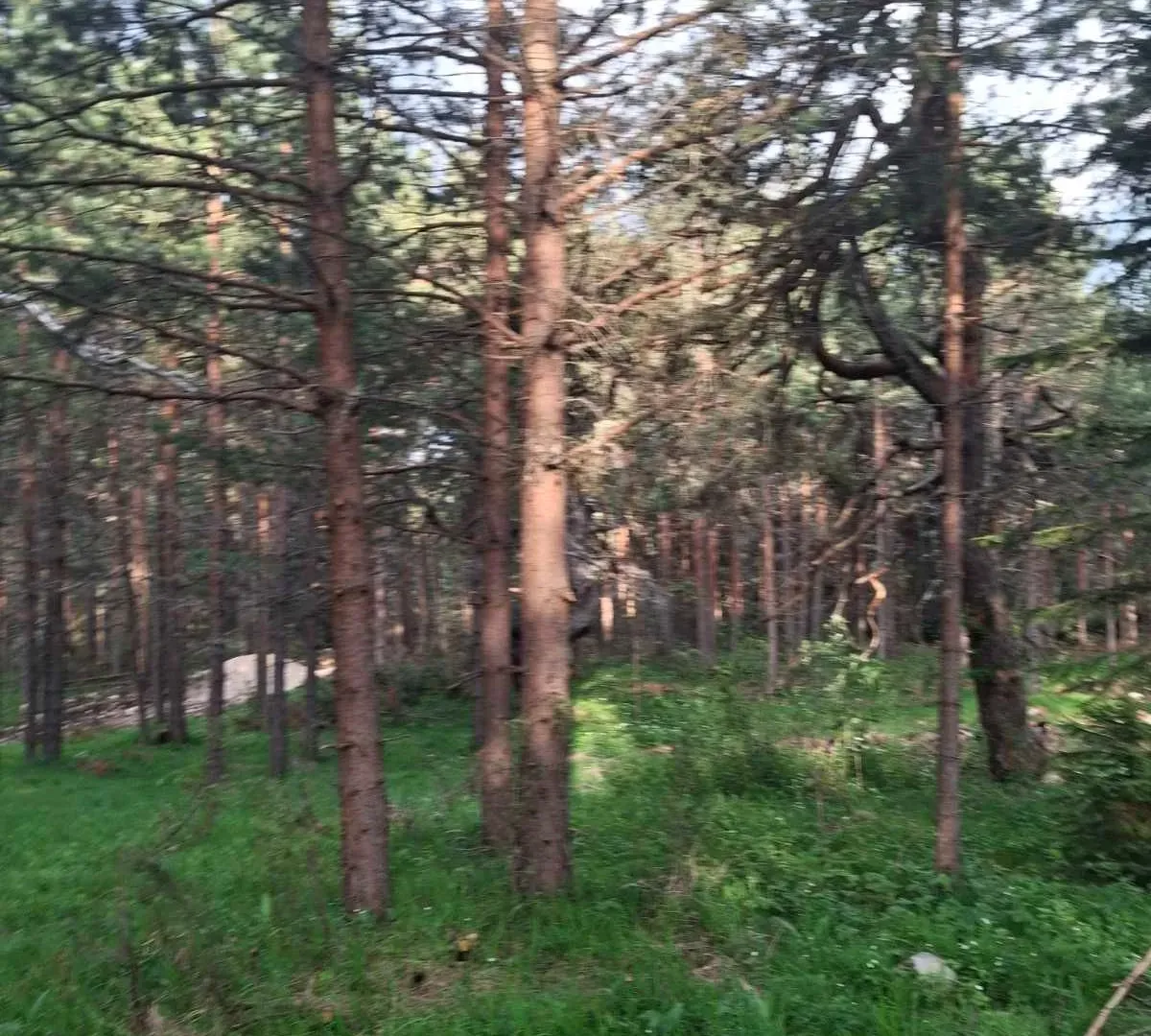 Prodaja, plac, 1150m², Žabljak, Crna Gora