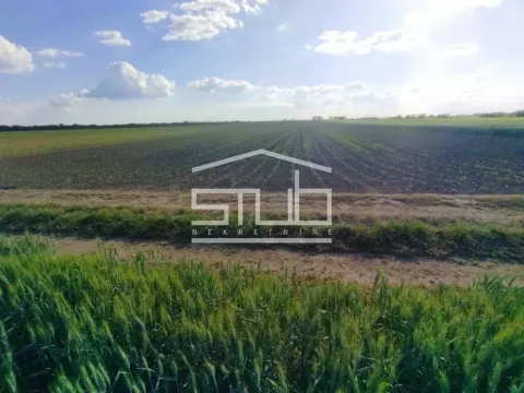 Prodaja, plac, 12300m², Novi Banovci, Stara Pazova - image 2