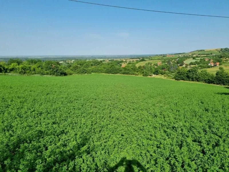 Prodaja, plac, 8400m², Sremski Karlovci, Novi Sad