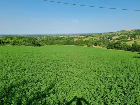 Prodaja, plac, 8400m², Sremski Karlovci, Novi Sad - image 8