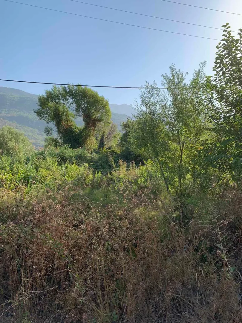 Pogled na plac sa rastinjem i drvećem u prirodi.