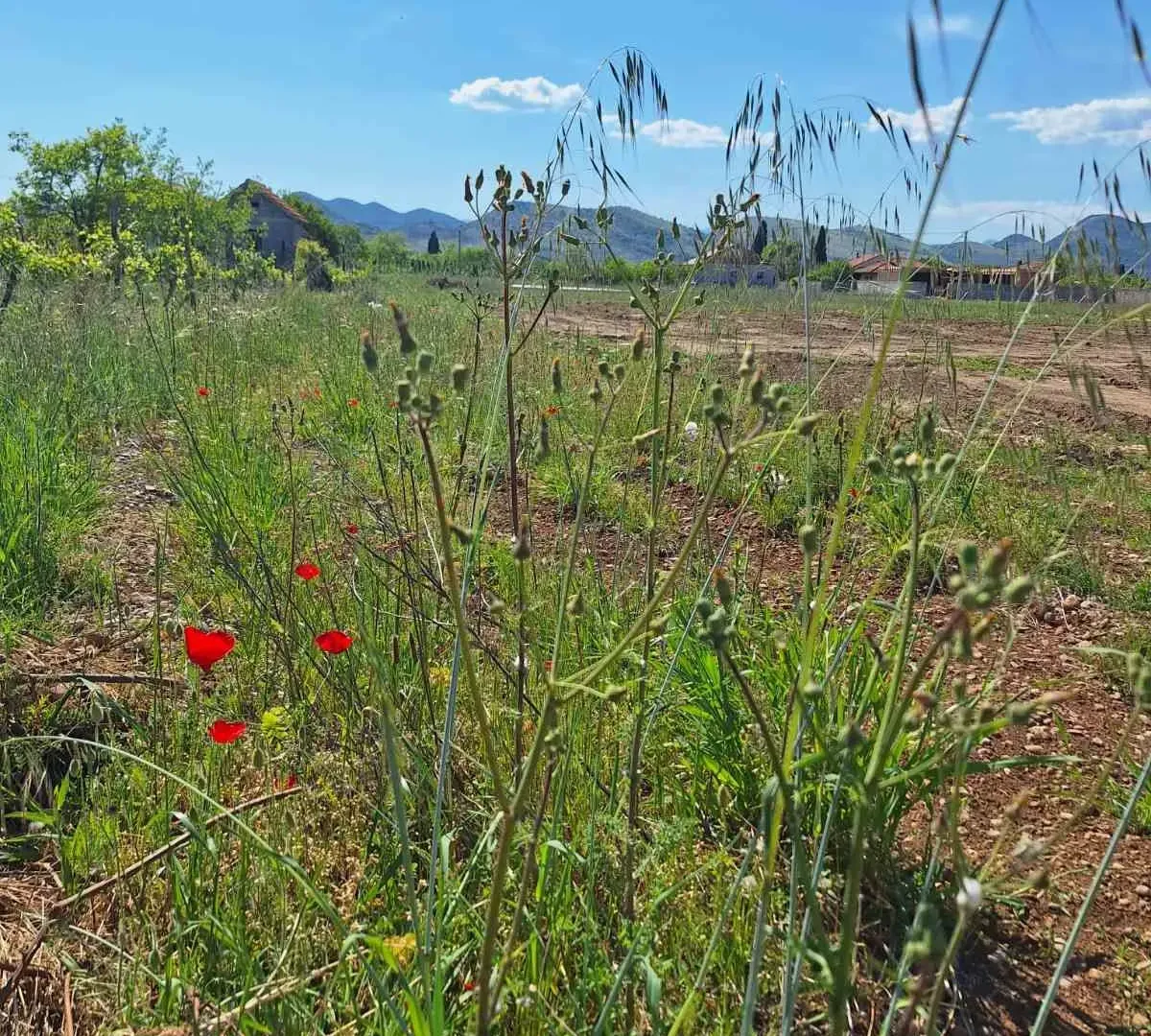 Prodaja, plac, 3100m², Zeta, Podgorica