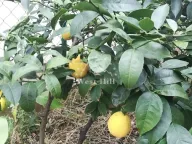 Prodaja, kuća, 60m², Sutomore, Bar - image 15