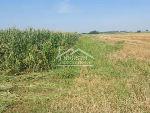 Prodaja, zemljište, 0m2, Krnješevci, Stara Pazova Prodaja, zemljište, 0m2, Krnješevci, Stara Pazova