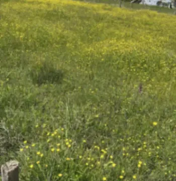 Prodaja, plac, 1800m², Spuž, Danilovgrad - image 3