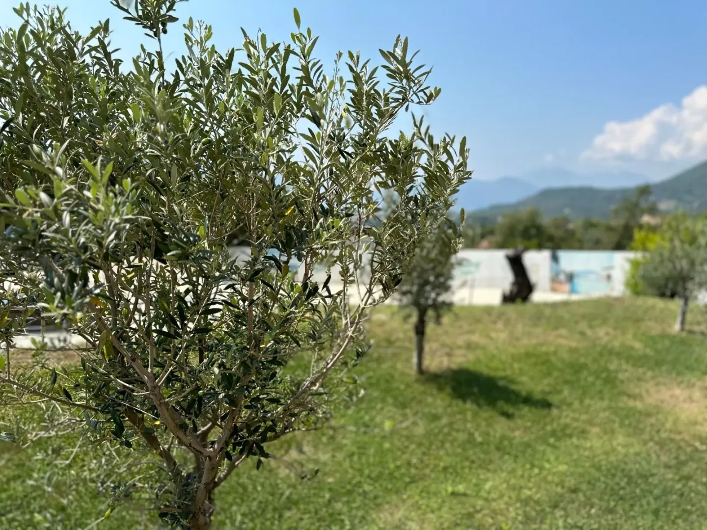 Zeleno dvorište sa maslinom i pogledom na okolinu.