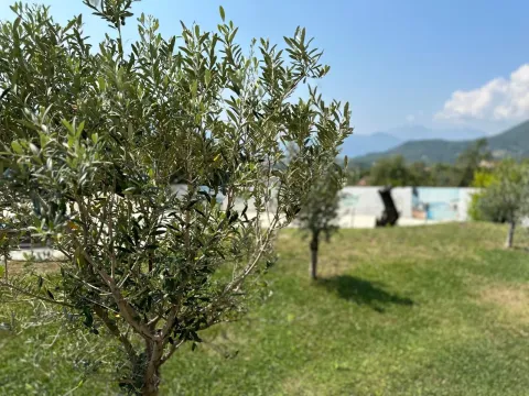 Zeleno dvorište sa maslinom i pogledom na okolinu. - image 10