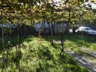 Prodaja, kuća, 200m², Masline, Podgorica - image 4