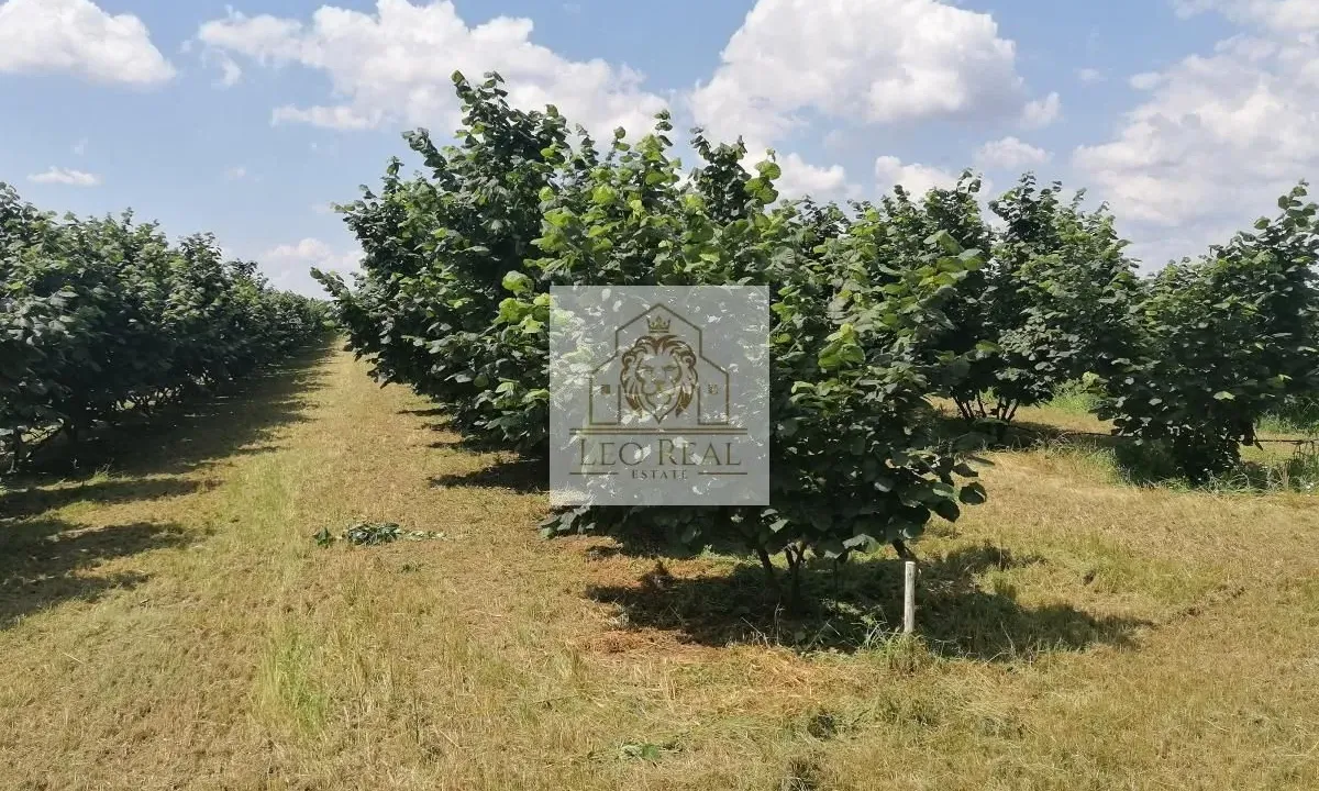 Prodaja, plac, 9700m², Progar, Surčin