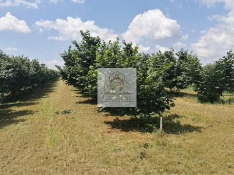 Zemljište in Progar
