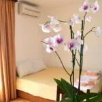 Rent, studio apartment, 30m², Petrovac, Budva - image 8