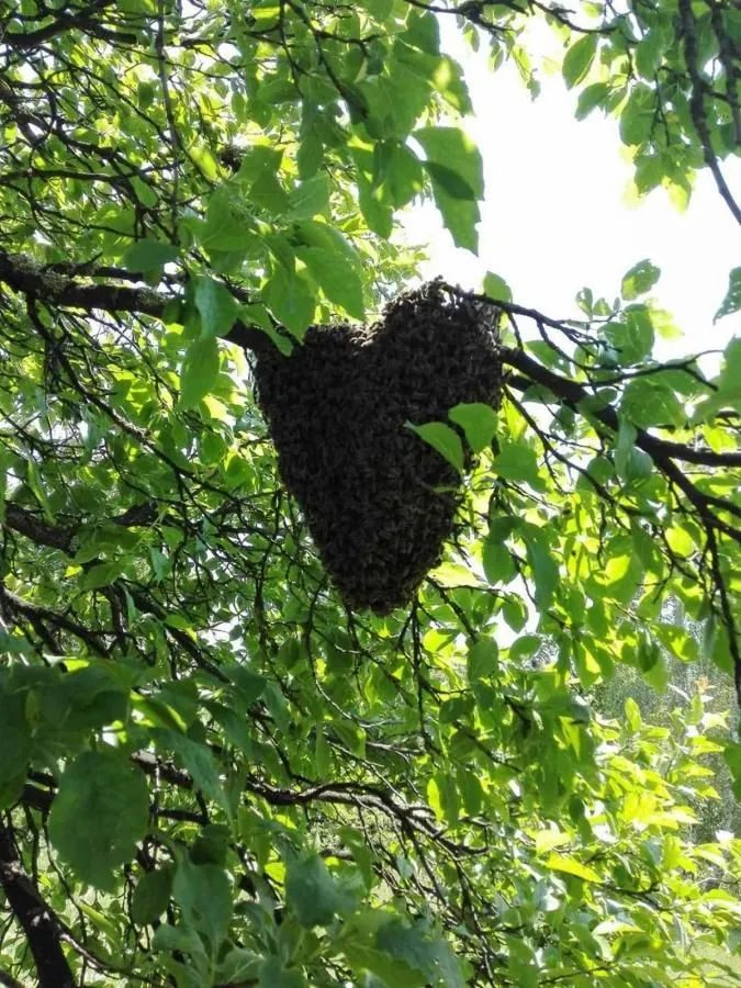 Prodaja, kuća, 44m², Gotovuša, Pljevlja