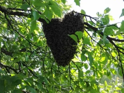 Prodaja, kuća, 44m², Gotovuša, Pljevlja - image 11