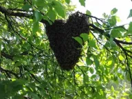 Prodaja, kuća, 44m², Gotovuša, Pljevlja - image 11