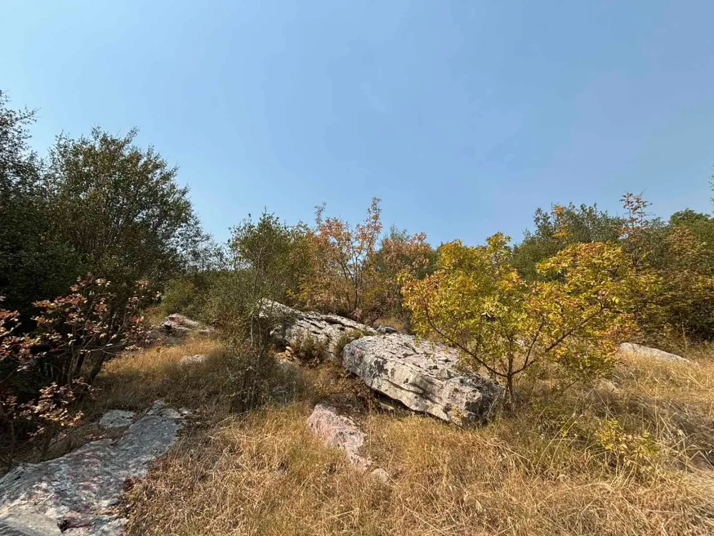 Pogled na prirodno okruženje sa drvećem i stenama.