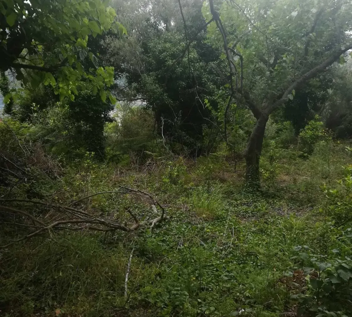Prodaja, plac, 1843m², Herceg Novi, Crna Gora