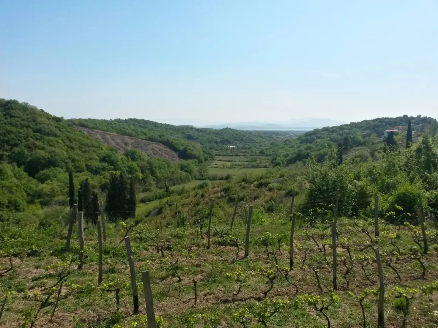 Pogled na zelenu dolinu i vinograd pod vedrim nebom.