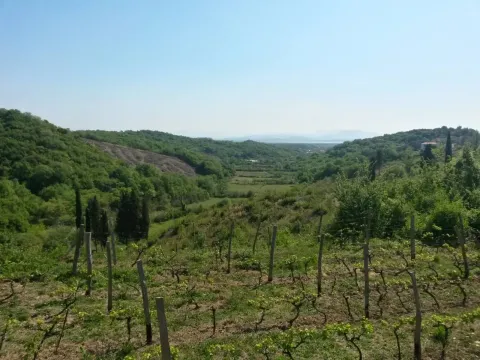 Pogled na zelenu dolinu i vinograd pod vedrim nebom. - image 8