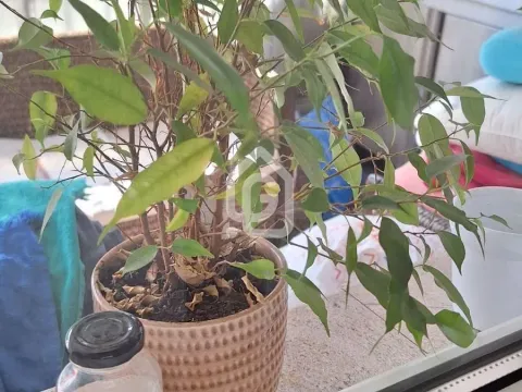 Prodaja, dvosoban stan, 70m², Zvezdara Sve Podlokacije, Beograd - image 10