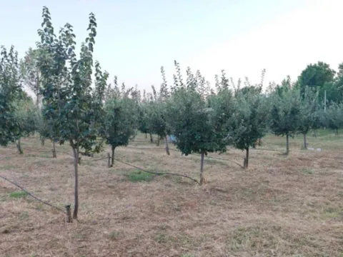 Sale, land lot, 3800m², Martinići, Danilovgrad - image 5