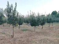 Sale, land lot, 3800m², Martinići, Danilovgrad - image 5