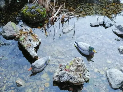 Sale, house, 145m², Brestovik, Grocka - image 6