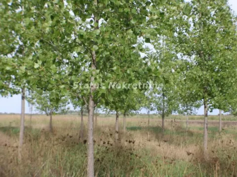 Prodaja, plac, 1378m², Zrenjanin, Srbija - image 34