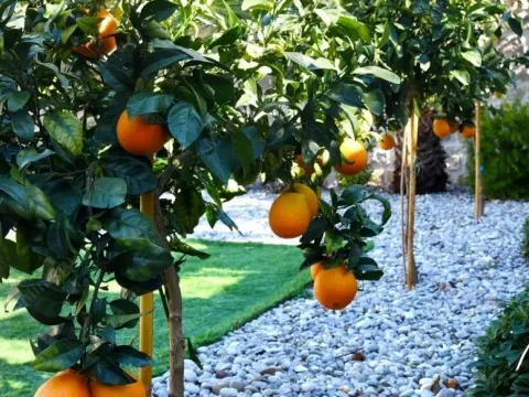 Prodaja, kuća, 382m², Stoliv, Kotor - image 3