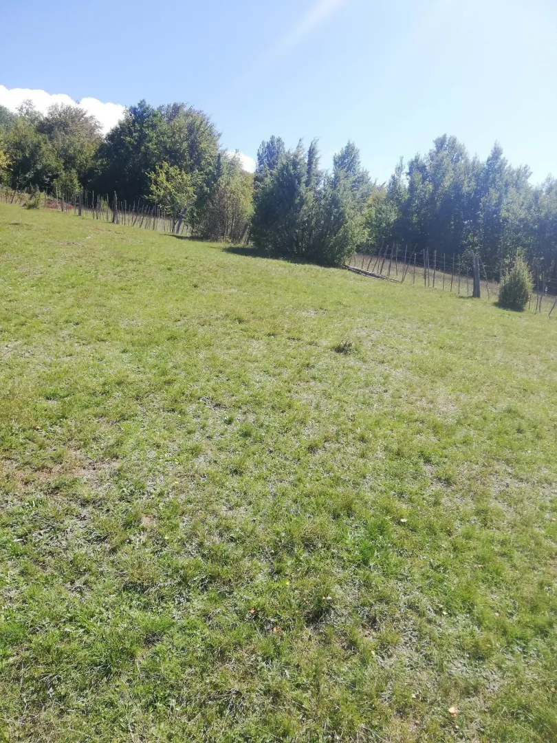 Prostrani travnati plac okružen drvećem pod sunčanim nebom.