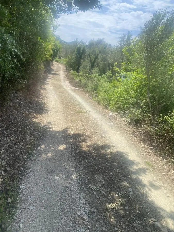 Zemljani put okružen zelenilom i drvećem.