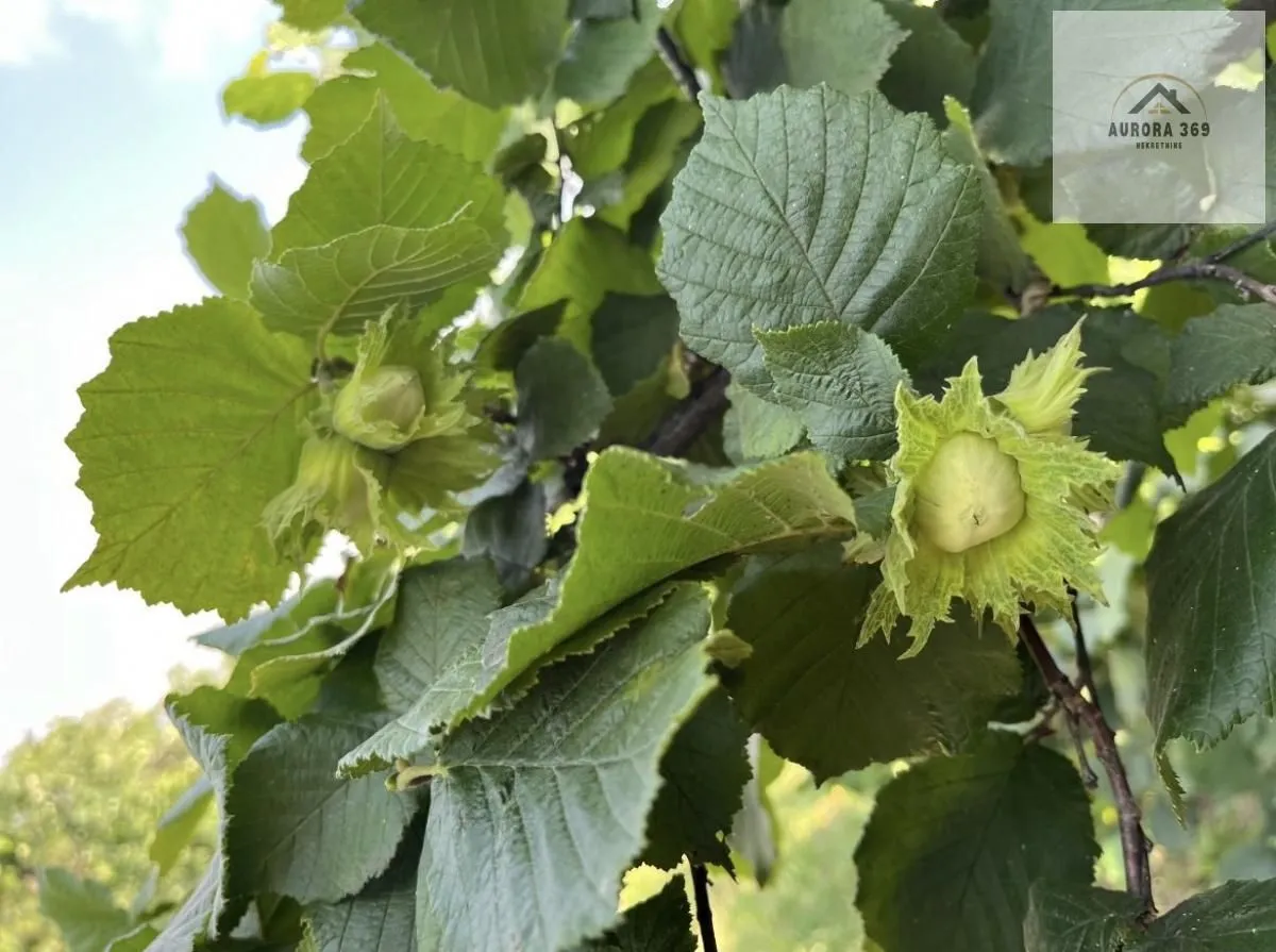 Prodaja, plac, 500m², Skupljen, Vladimirci