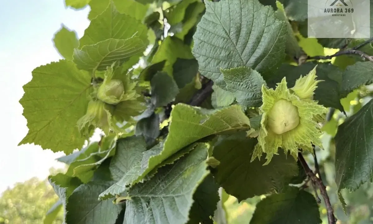 Prodaja, plac, 500m², Skupljen, Vladimirci